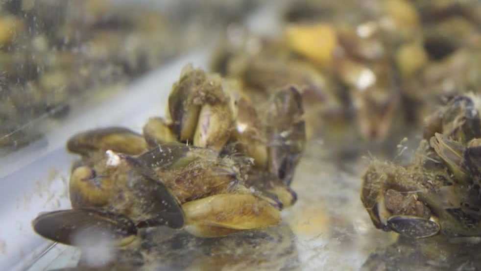 California golden mussel bill AB 2032 heads to Newsom's desk
