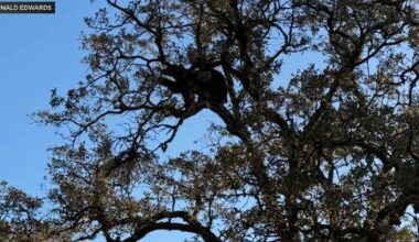 Auburn locals continue to see uptick in bear activity with encounter on trail