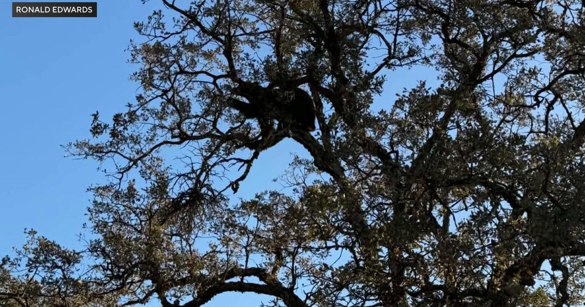 Auburn locals continue to see uptick in bear activity with encounter on trail