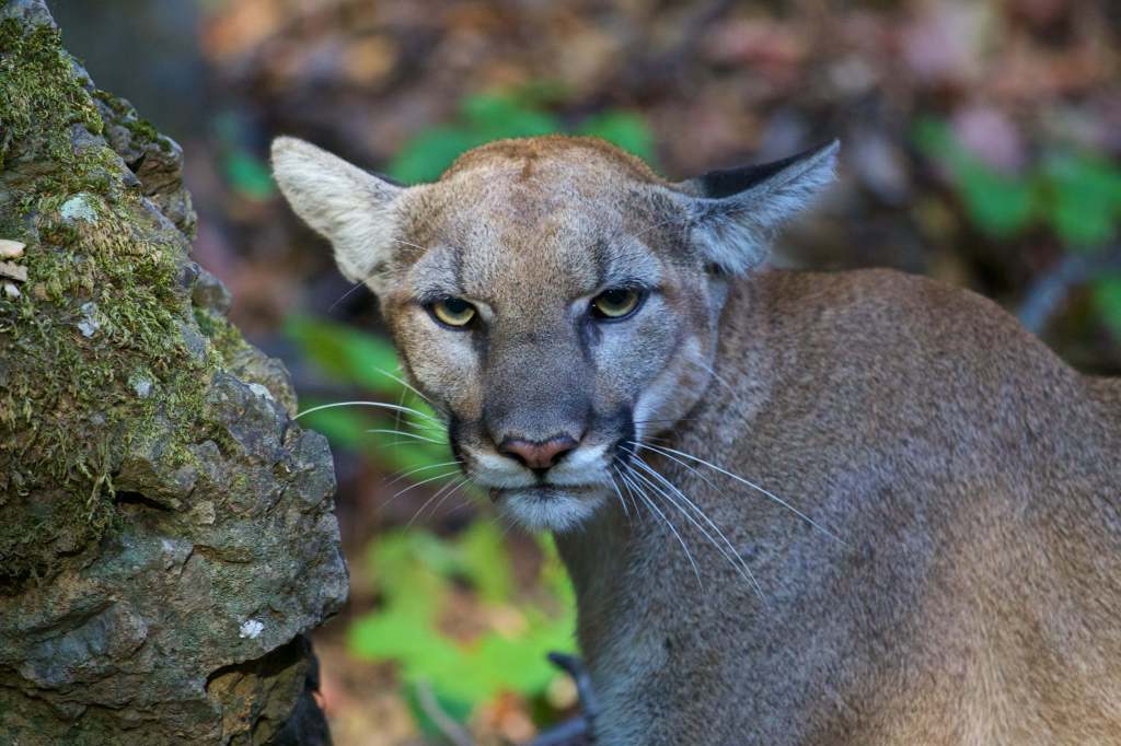 A mountain lion with a tracking collar looks forward from behind a mossy rock.