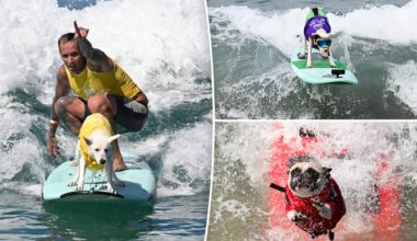 Del Mar Dog Beach surfing festival ends in chaos as judges forced to cancel the final