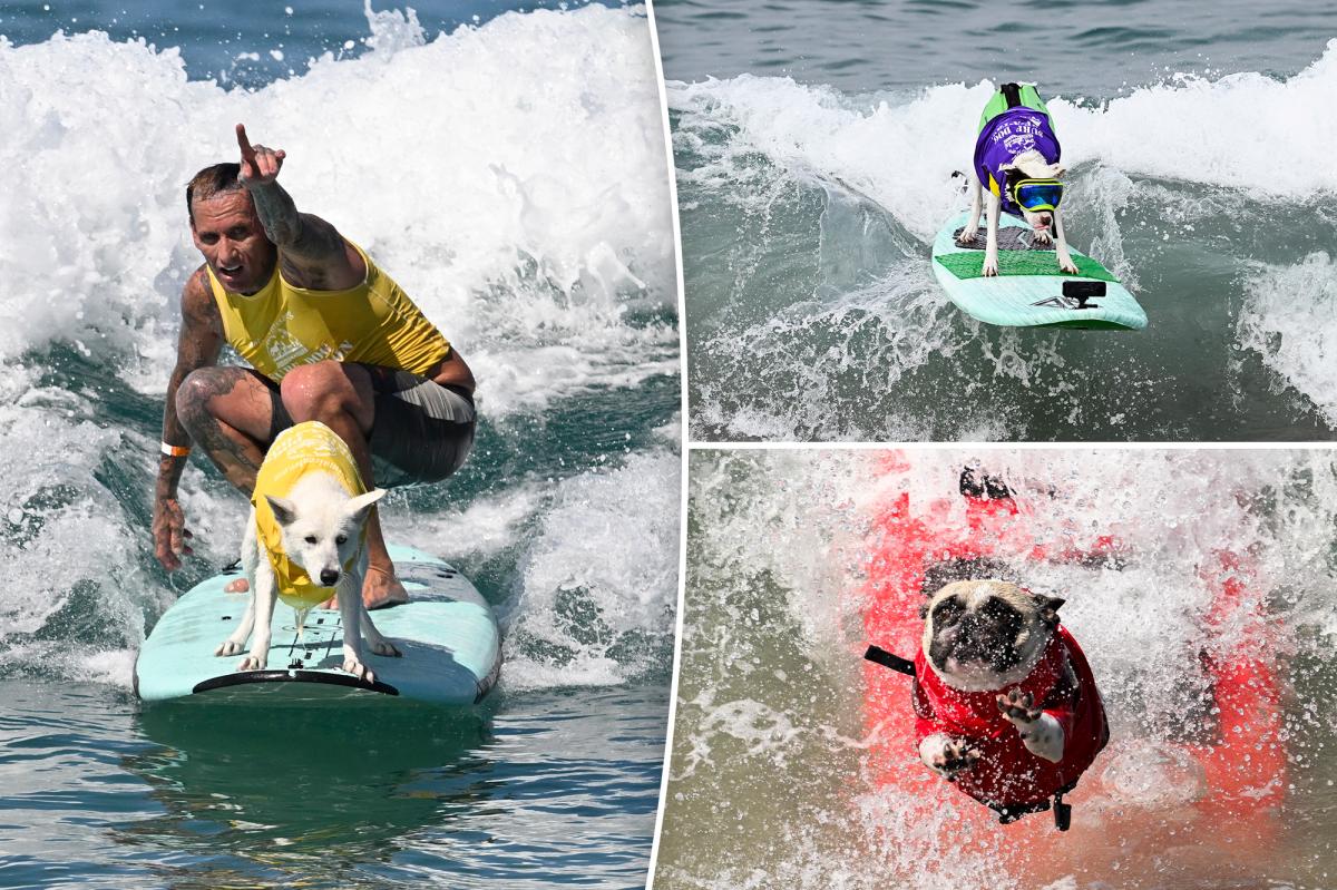 Del Mar Dog Beach surfing festival ends in chaos as judges forced to cancel the final