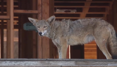 Coyotes cleared out of condo construction site in West Hollywood – NBC Los Angeles