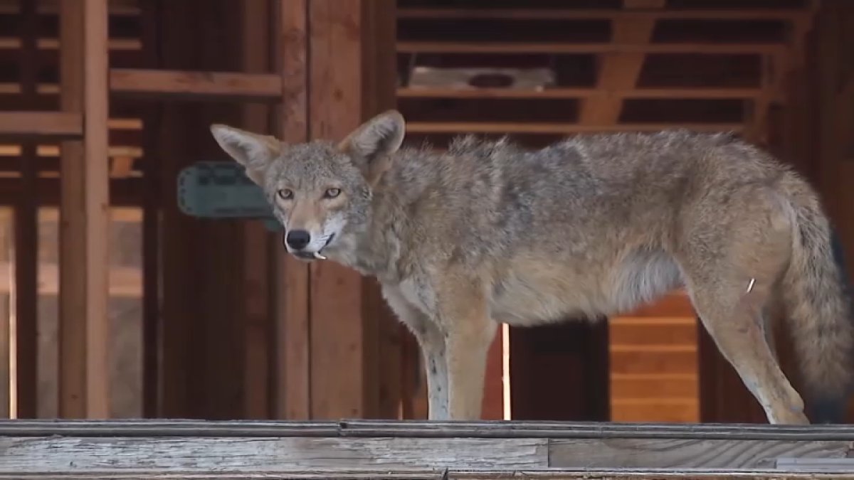 Coyotes cleared out of condo construction site in West Hollywood – NBC Los Angeles