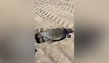 Sea turtle lays eggs on Southern California beach for first time, wildlife experts believe