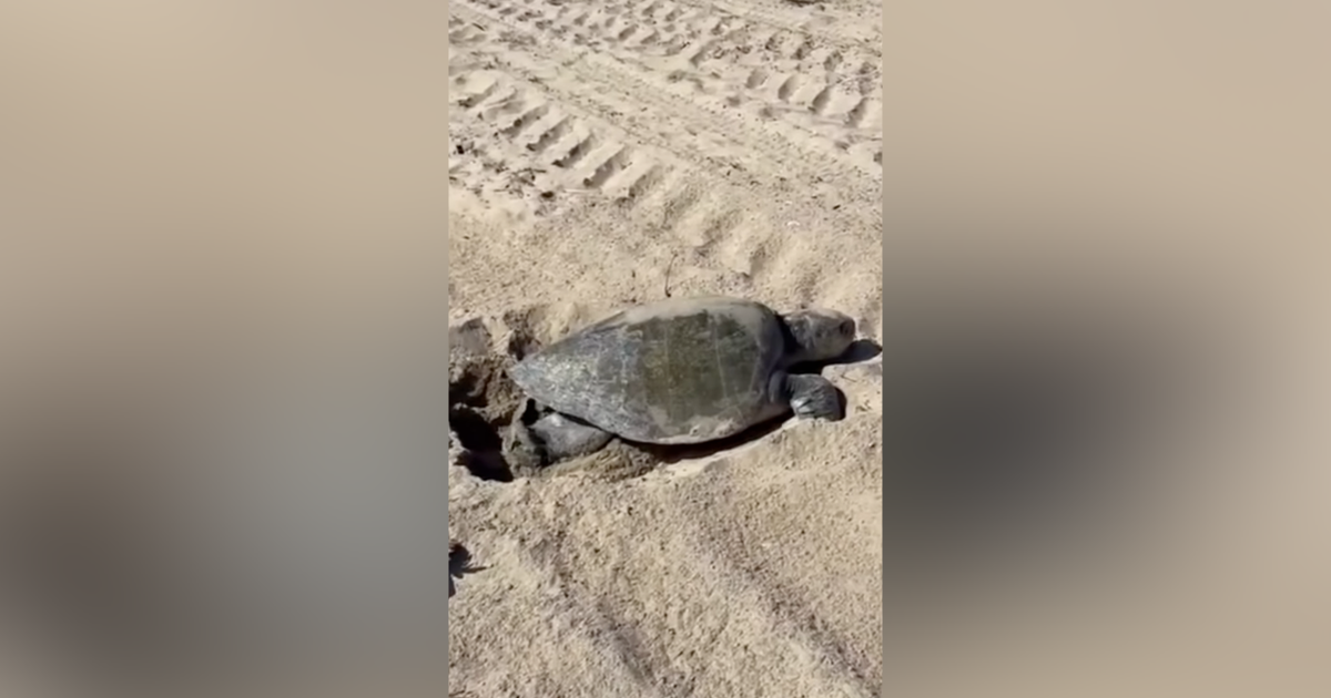Sea turtle lays eggs on Southern California beach for first time, wildlife experts believe
