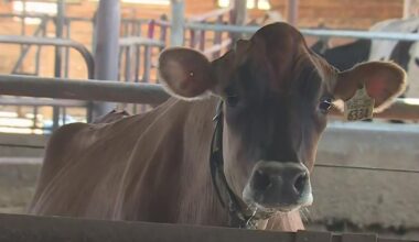 California dairy farmers brace for impact as Canada imposes retaliatory tariffs