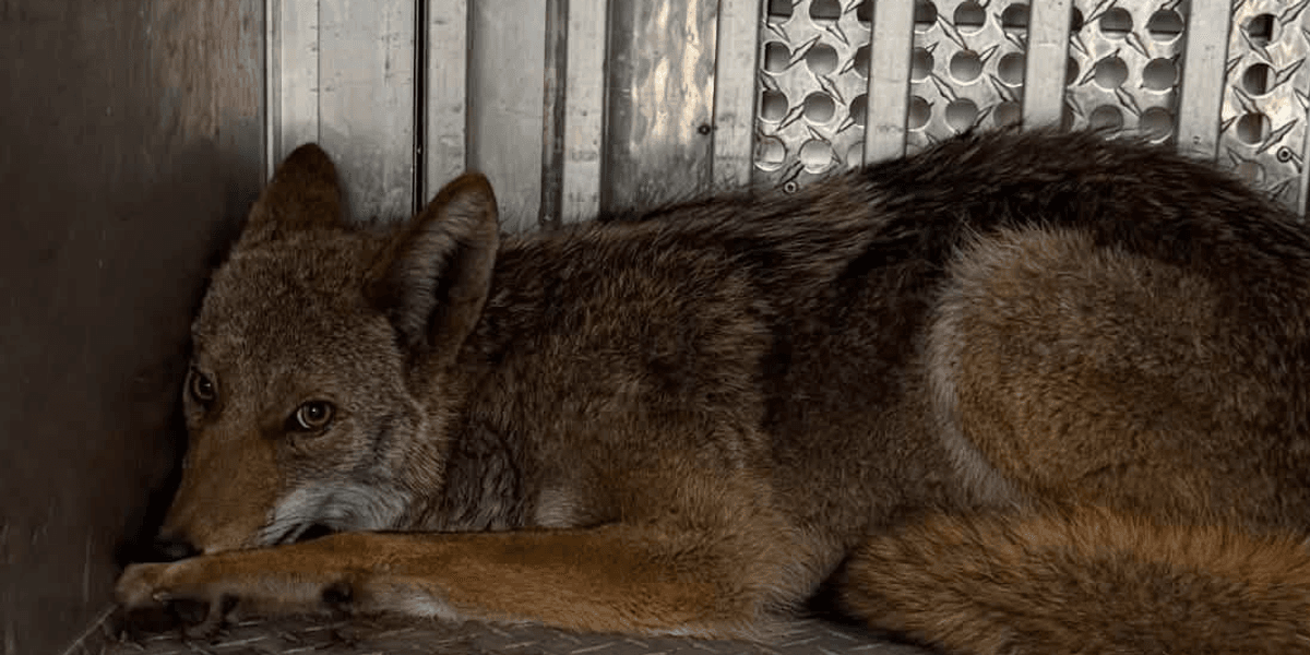 Pittsburgh Police rescue coyote stuck in between two walls in Oakland