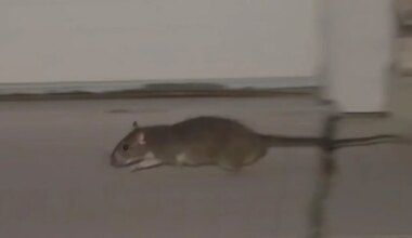 Huge rat infestation at Sacramento County house spreads to neighboring homes; residents demand help