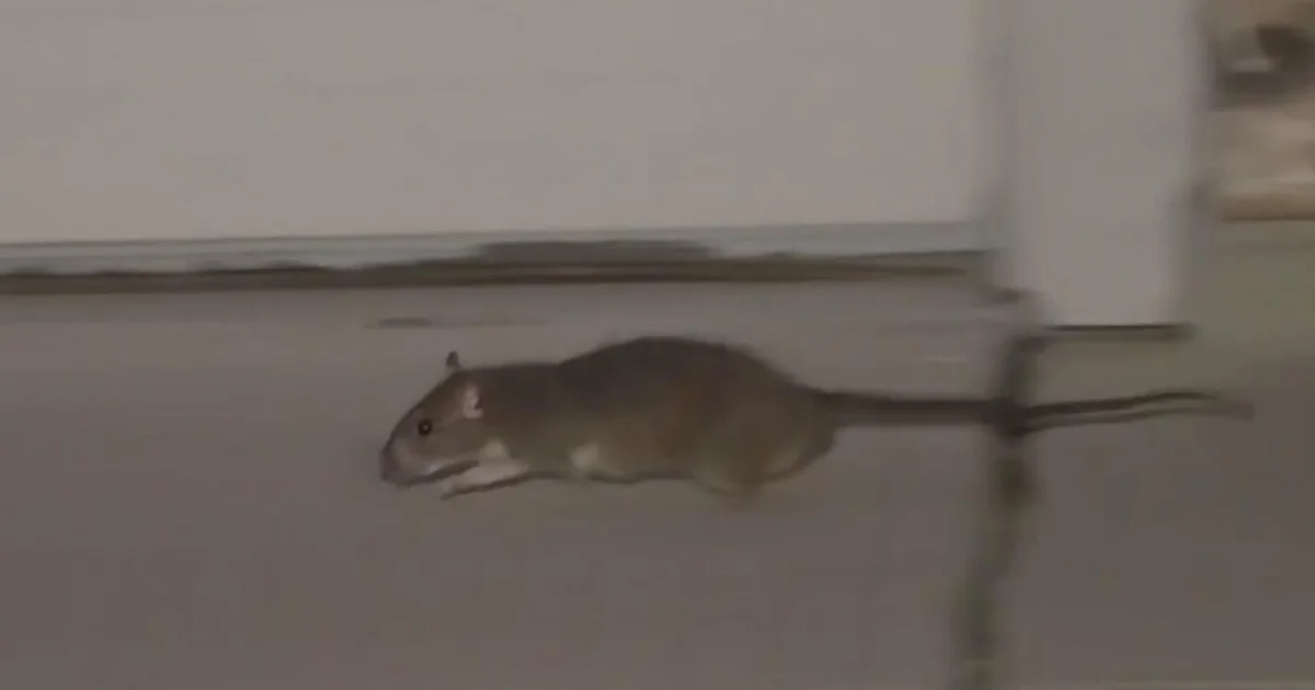 Huge rat infestation at Sacramento County house spreads to neighboring homes; residents demand help