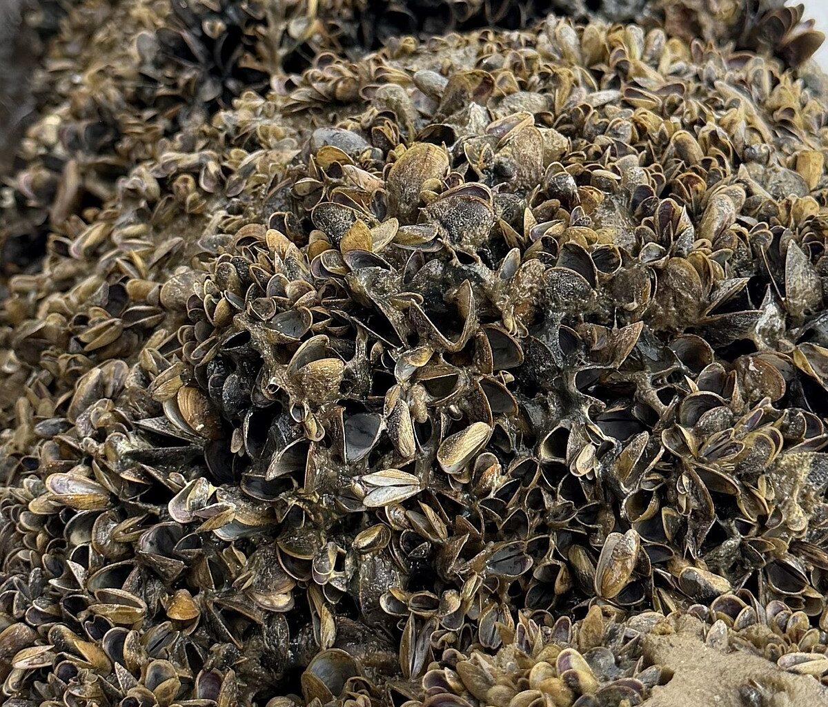 OUR GEM: Golden mussels, California's wake-up call for Idaho