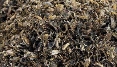 OUR GEM: Golden mussels, California's wake-up call for Idaho