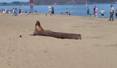 Sea lion dies at San Francisco beach after possible poisoning from algae bloom