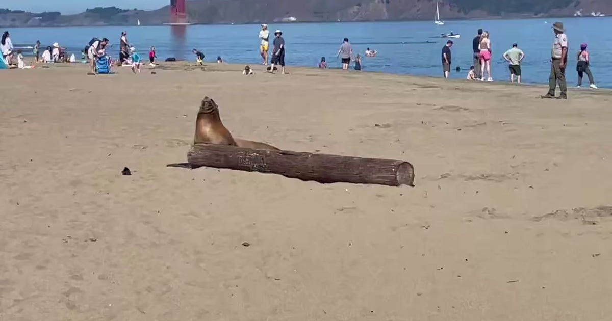Sea lion dies at San Francisco beach after possible poisoning from algae bloom
