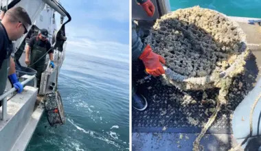California Wildlife Authorities Punished Two Crab Fishermen for Littering Dozens of Traps