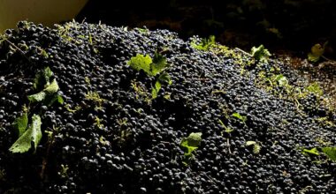 California farmers struggle to sell grapes as demand for wine drops
