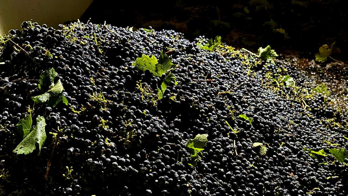 California farmers struggle to sell grapes as demand for wine drops