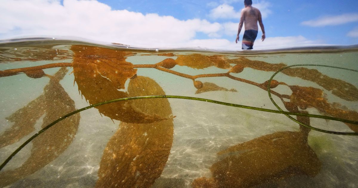 California officials allow plans for the country's biggest kelp farm to move forward :: WRAL.com