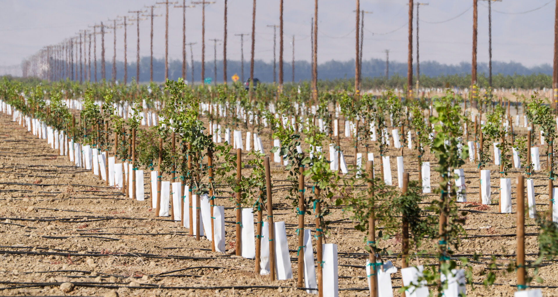 California to phase out paraquat over health concerns. What does this mean for farmers?