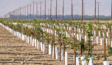 California to phase out paraquat over health concerns. What does this mean for farmers?
