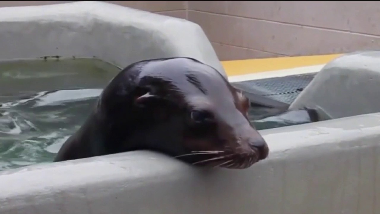 Sick marine mammals are washing ashore along Californias coast at alarming rate
