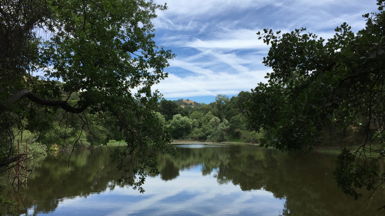 Oaks shade a calm lake at Joseph D. Grant County Park in California.