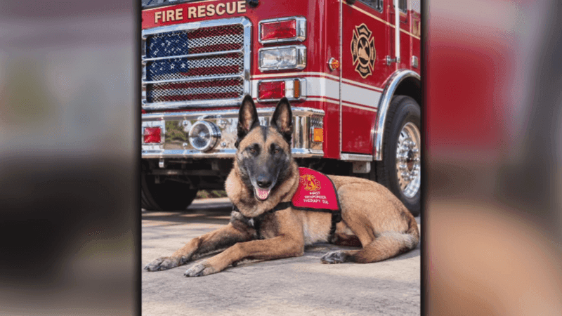 The visits are designed to provide a moment of relief through simple interaction like petting, hugging and spending time with the dogs (PHOTO COURTESY OF: ELIZABETH TERRY).