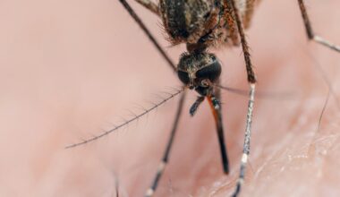 Oakland County detects first probable human case of West Nile virus in 2026