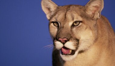 Oakdale mountain lion sighting prompts warning from police