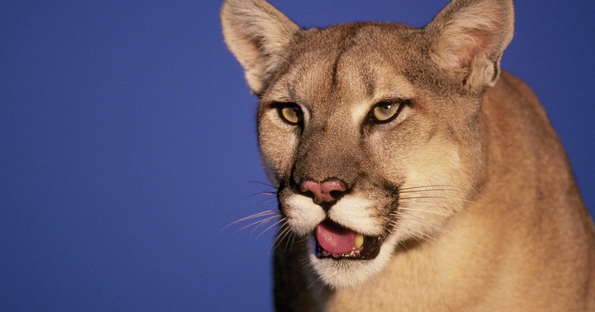 Oakdale mountain lion sighting prompts warning from police