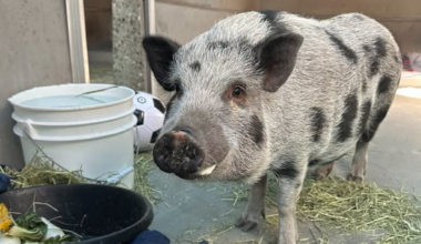 Oh, Honey! 100-pound pig in Pasadena finds new home – NBC Los Angeles