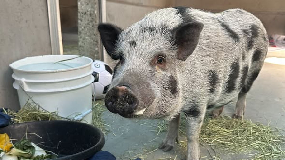 Oh, Honey! 100-pound pig in Pasadena finds new home – NBC Los Angeles