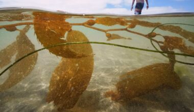 California's oceans set to host largest US kelp farm