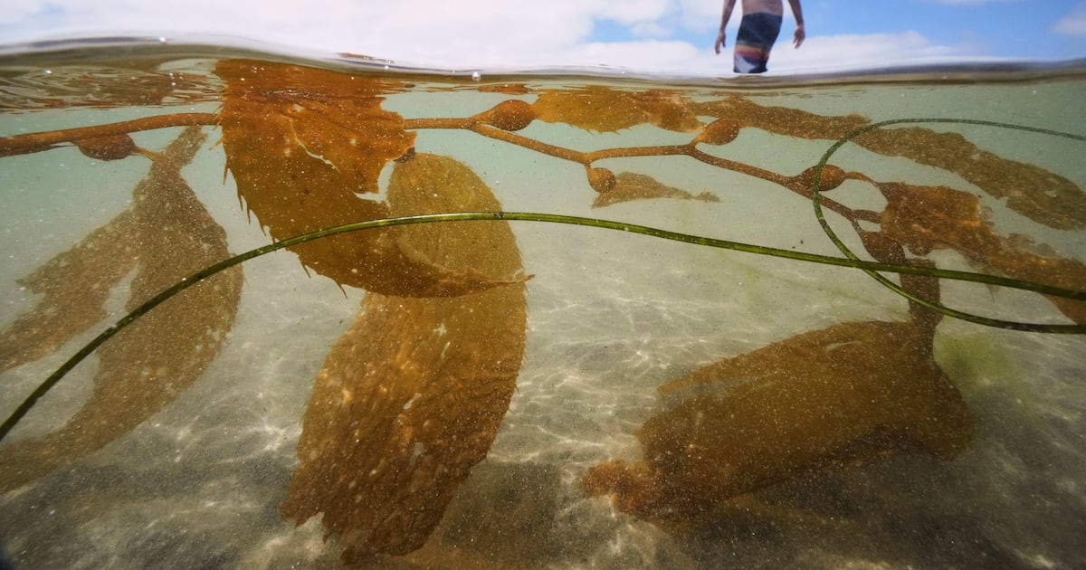 California's oceans set to host largest US kelp farm