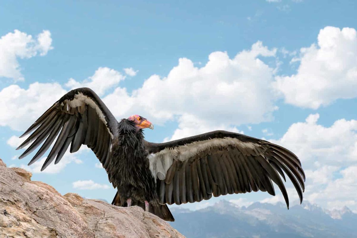 Every California Condor Alive Today Descends From Just 27 Birds
