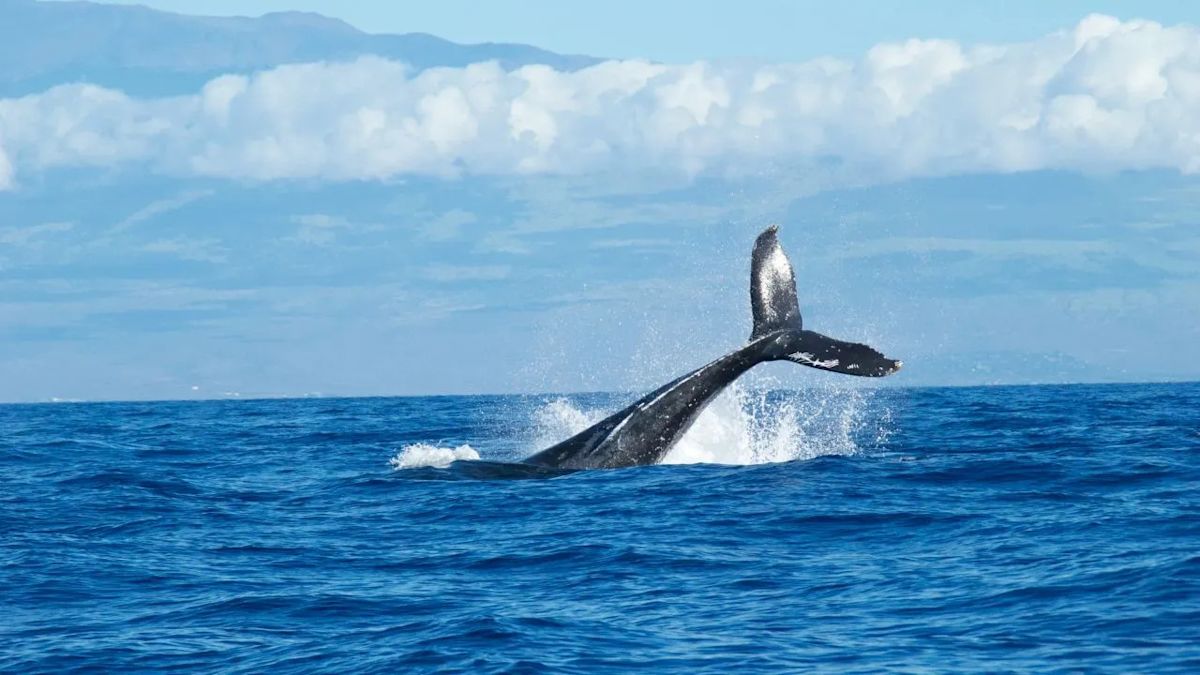 Humpback Whale Swims 60 Miles Inland Into California River