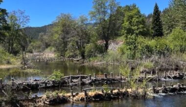 Artificial Beaver Dams Are Helping Young Salmon Survive in California
