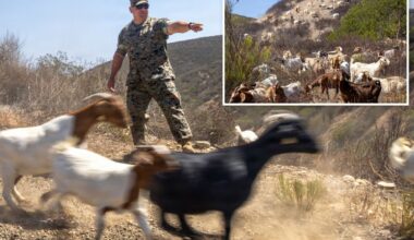 California Marines deploy goats in first of its kind wildfire program