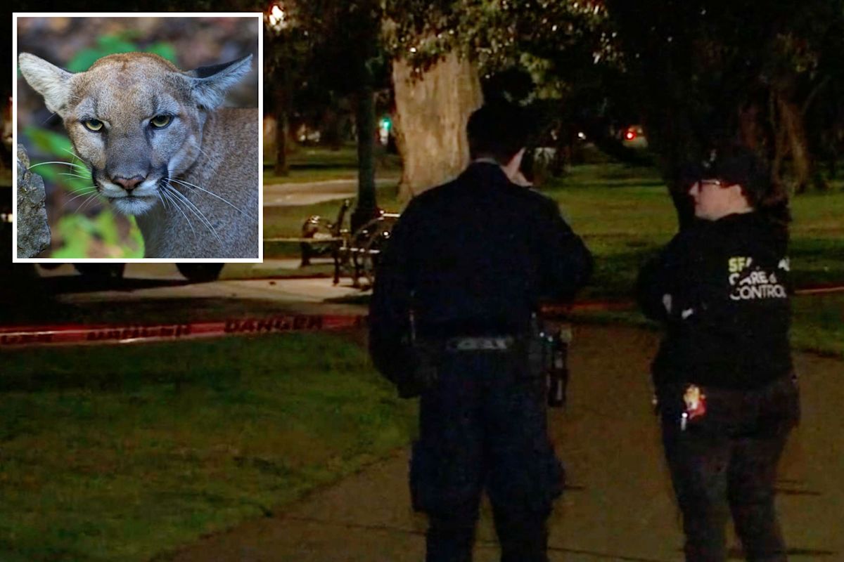 Mountain lion lurks in a tree on busy residential street in San Francisco — as animal control scrambles