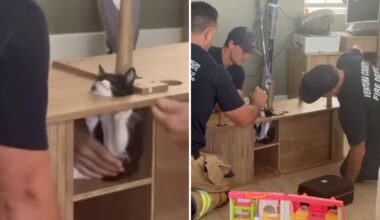 California firefighters rush to save Suki the kitten wedged inside cabinet as rescue becomes viral hit