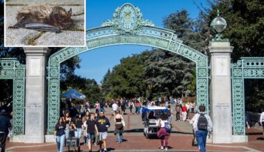 Urgent warning as rabid bat cases surge in elite California college town