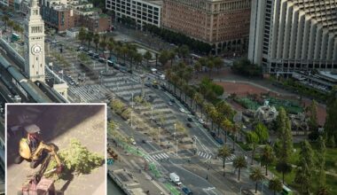 San Francisco residents fume as iconic trees are axed in $40M park revamp