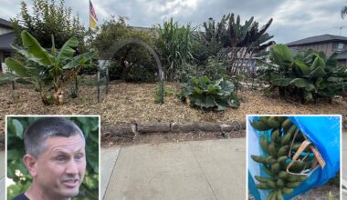 California man slams city after being fined for growing food at home: ‘I don’t trust the system’
