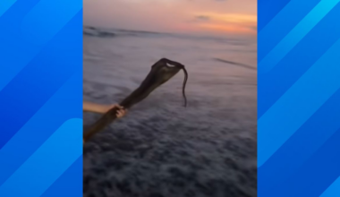 Highly Venomous Snake Washes Up on a California Beach