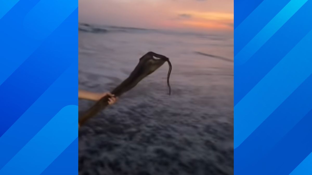 Highly Venomous Snake Washes Up on a California Beach
