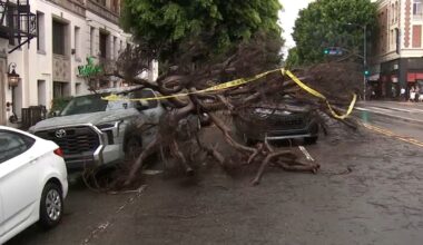 Tree collapses on top of vehicles in Los Feliz amid Southern California showers