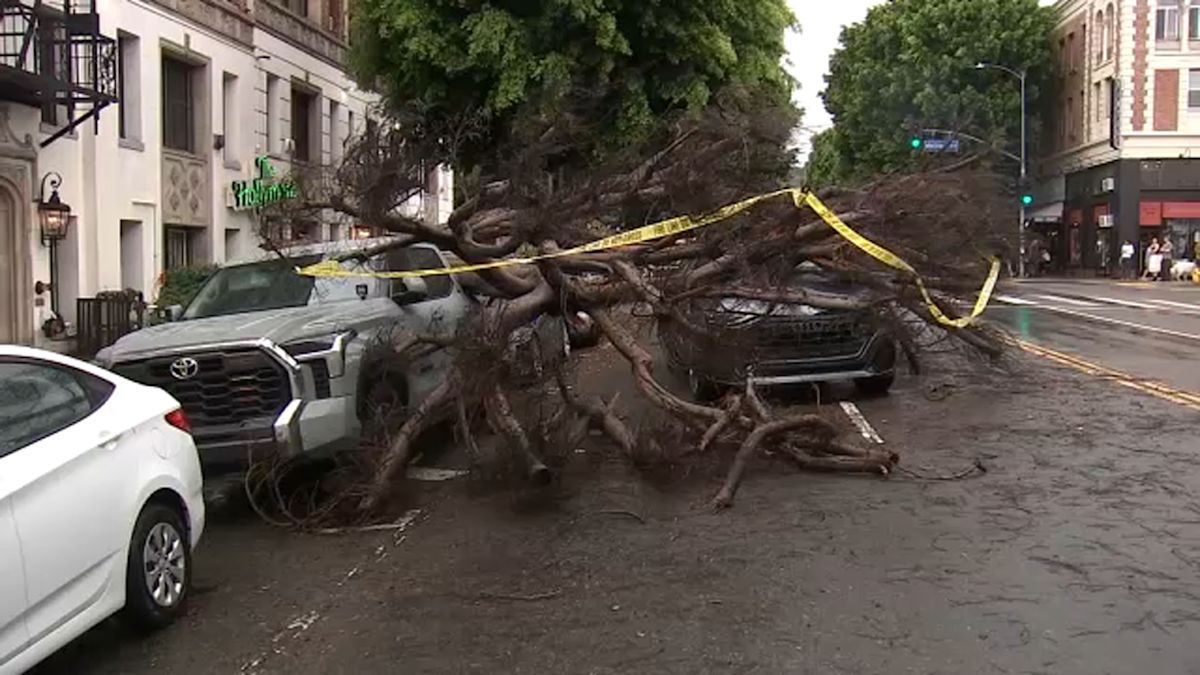 Tree collapses on top of vehicles in Los Feliz amid Southern California showers