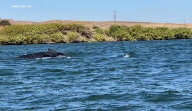 VIDEO: Humpback whale spotted in Sacramento River near Rio Vista