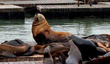 After Chonkers leaves San Francisco, new heavyweight sea lion appears