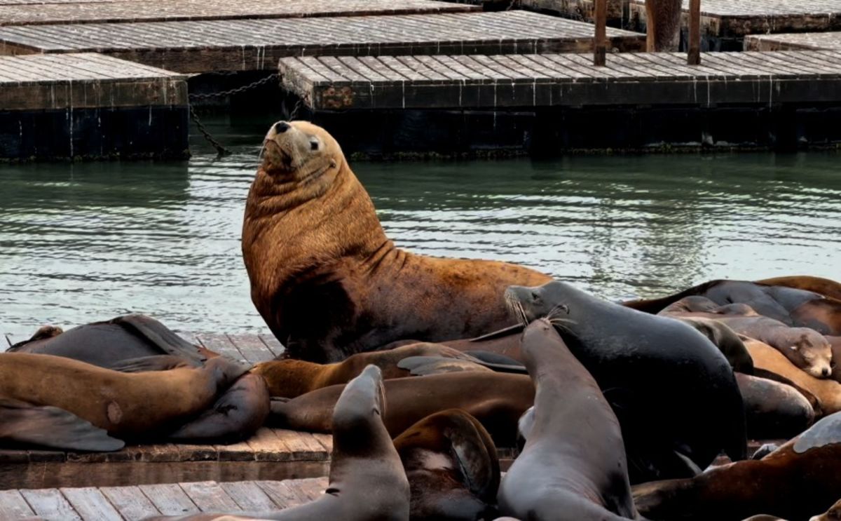 After Chonkers leaves San Francisco, new heavyweight sea lion appears
